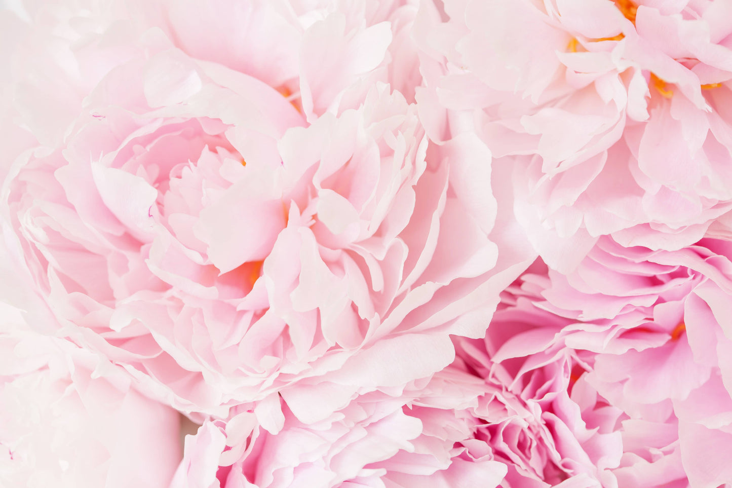 5.5 oz Wax Melts: Pink Peony